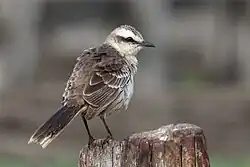 In the Pantanal, Brazil