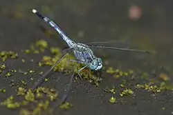 Adult male