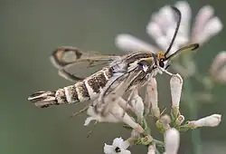 Chamaesphecia bibioniformis