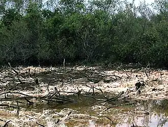 extent of bleaching