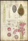 Globule dissection