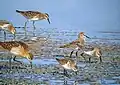 We are all young /juvenile shorebirds (oil on canvasboard) he won the Birdwatch Artist of the Year prize with this painting