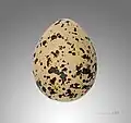 Egg - MHNT