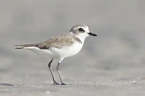 Image 7 Lesser sand plover Photograph: JJ Harrison The lesser sand plover (Charadrius mongolus) is a small wader in the plover family of birds. This highly migratory species feeds on insects, crustaceans and annelid worms. More selected pictures