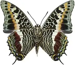 C. castor Male ventral, from the Central African Republic