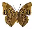 Male - ventral side