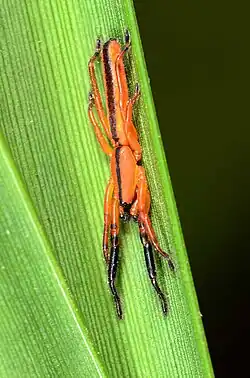 male