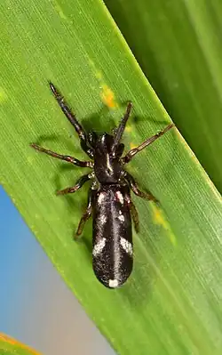 C. navigator