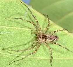 female C. atomarius
