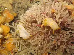 Couple of Crimora papillata eating Chartella papyracea in Carantec.