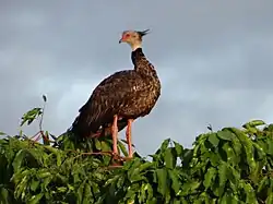 Chauna torquata (Vincent Vos)