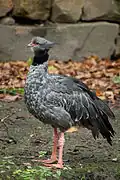 At Artis Zoo, Netherlands