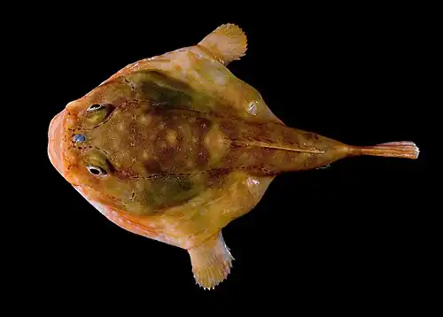 Image 6 Redeye gaper Photo: Steve Ross, NOAA Office of Ocean Exploration The redeye gaper (Chaunax stigmaeus) is a sedentary species of anglerfish native to deep waters in the western North Atlantic from the Georges Bank off New England southward to the Blake Plateau off South Carolina. It is a sedentary ambush predator that spends most of its time resting on the sea floor on its pectoral and pelvic fins, moving only to capture prey or avoid predators. More selected pictures