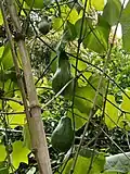 Chayote growing on vines (Central America)