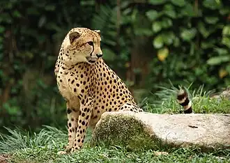 Asiatic cheetah