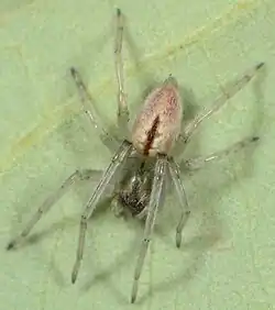 female C. aculeatum