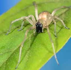 C. inclusum