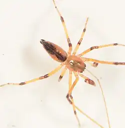 male C. clavigera