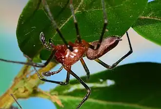 male