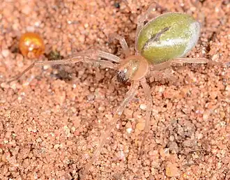 female