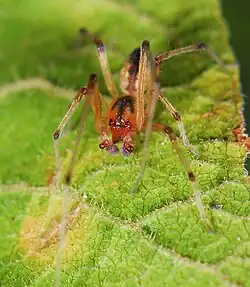 male