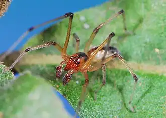 female C. paradisus