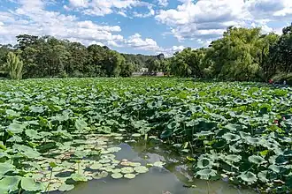 A pond of lotuses