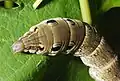 Eye markings on the larva