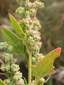 C. album (White goosefoot)