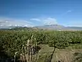 Plantation in southern Andalucia