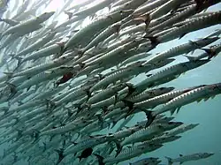School of Sphyraena putnamae near Pom Pom Island Semporna, Sabah, 2012