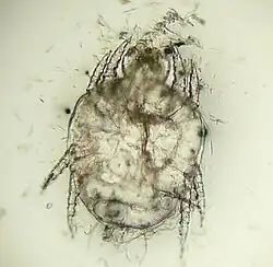 "Cheyletiella yasguri" (?) from a dog