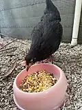 Chicken eating food in its outdoor enclosure.