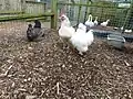 Bird enclosure at the farm