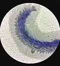 Anther (100x)