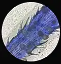 Stamen (100x)