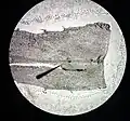 Stomata (40x)