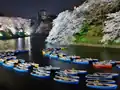 Chidorigafuchi Cherry Blossom Illuminations
