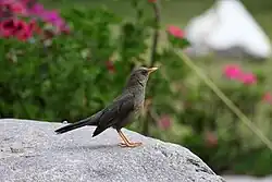 Adult T. c. chiguanco