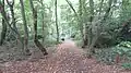 Chigwell Row Wood