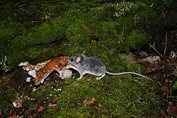 Gray mouse