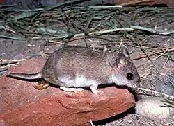 Brown and white mouse