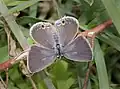 upper side (female)