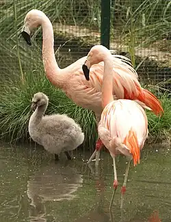 With juvenile at the Tiergarten in Bernburg, Germany