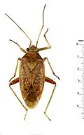 C. unicolor