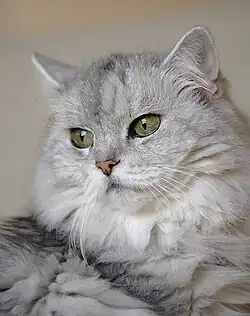 Persian cat