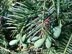 Foliage and fruit