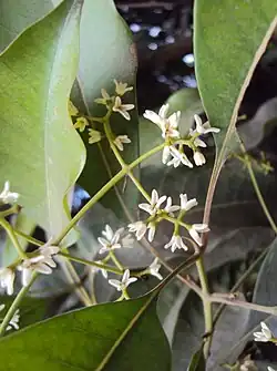 About 12 delicate white flowers on pale green stalks with a few leaves behind them