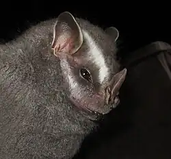 Brown bat