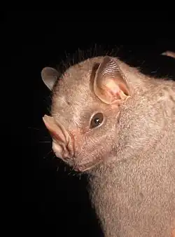 Brown bat